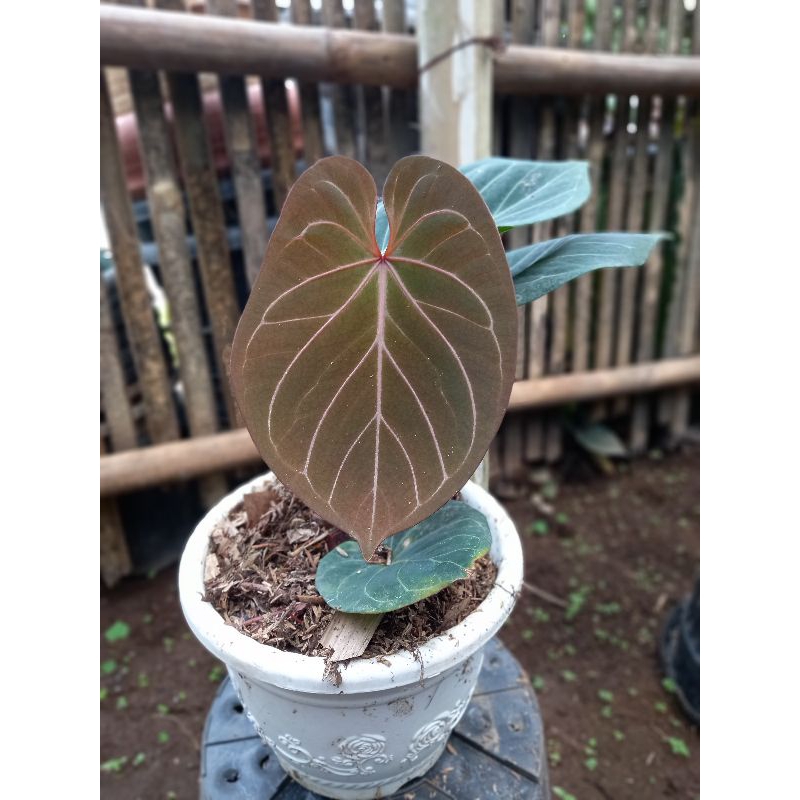 Anthurium King Of Spades / kuping gajah HU