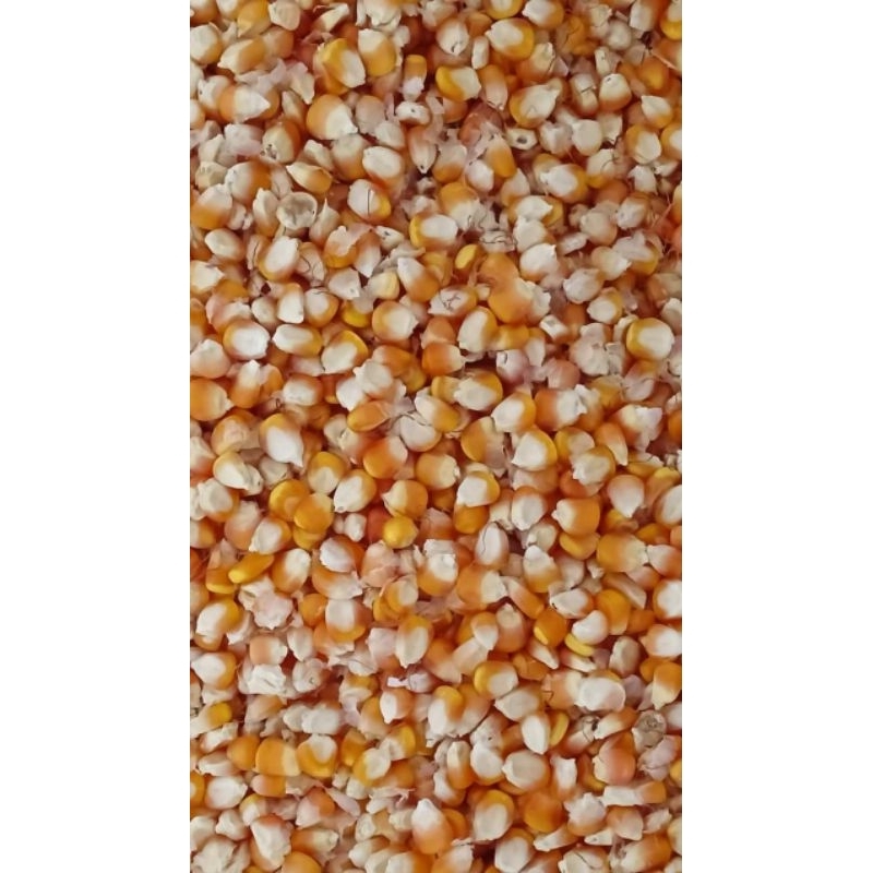 Jagung Pipil 1000 Gram | Jagung Hibrida | Jagung Besar | Jagung Pakan Merpati dan Ayam