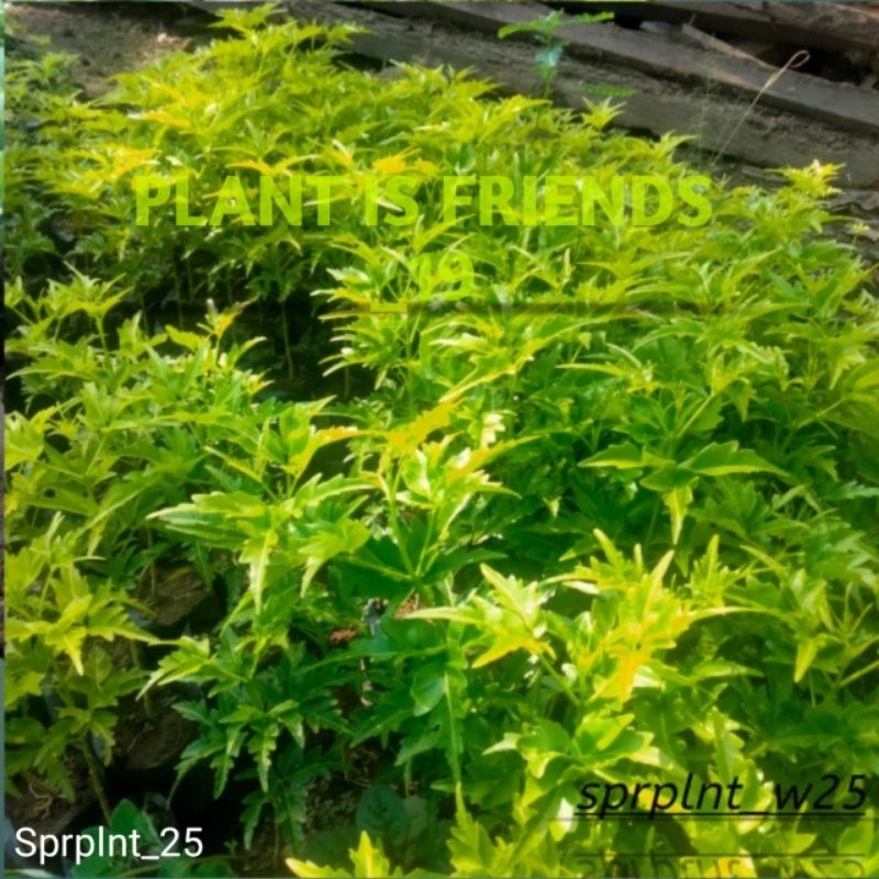 BIBIT CENDANA TANAMAN KAYU CENDANA BALI