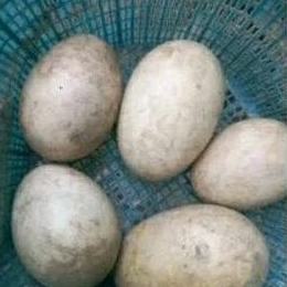 

TELUR ANGSA TEMBUHUK / KOPYOR / GAGAL TETAS / CALANG / BUNGKER