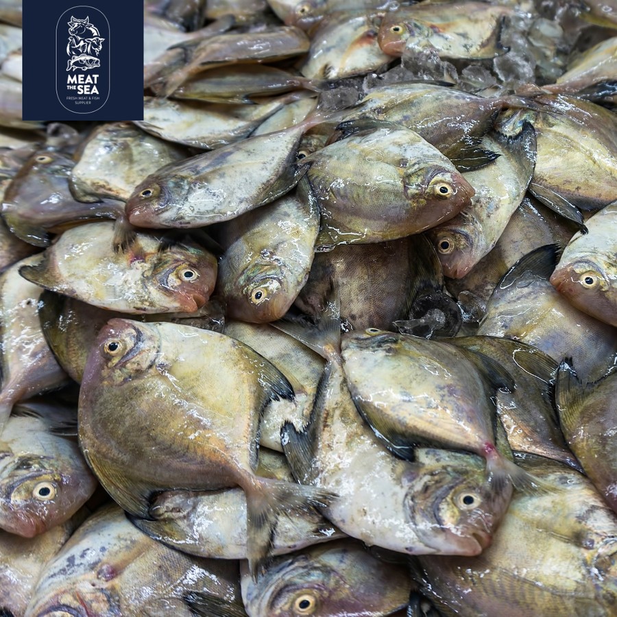 

Ikan Bawal Hitam ● Fresh Frozen