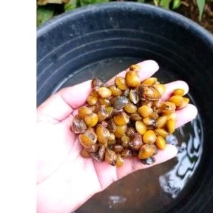 

kerang sungai /remis (Cece) 500gr