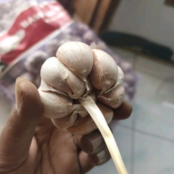

BAWANG PUTIH GARLIC PANEN BARU BERSIH KULIT KEBUTUHAN BUMBU DAPUR PENYEDAP RASA MAKANAN FRESH TIDAK KERIPUT