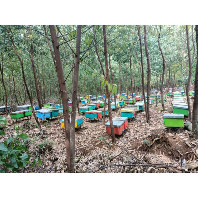 

MaduLebahApisMellifera/MaduAsliHutanRiau/MaduMurni/Maduhutan