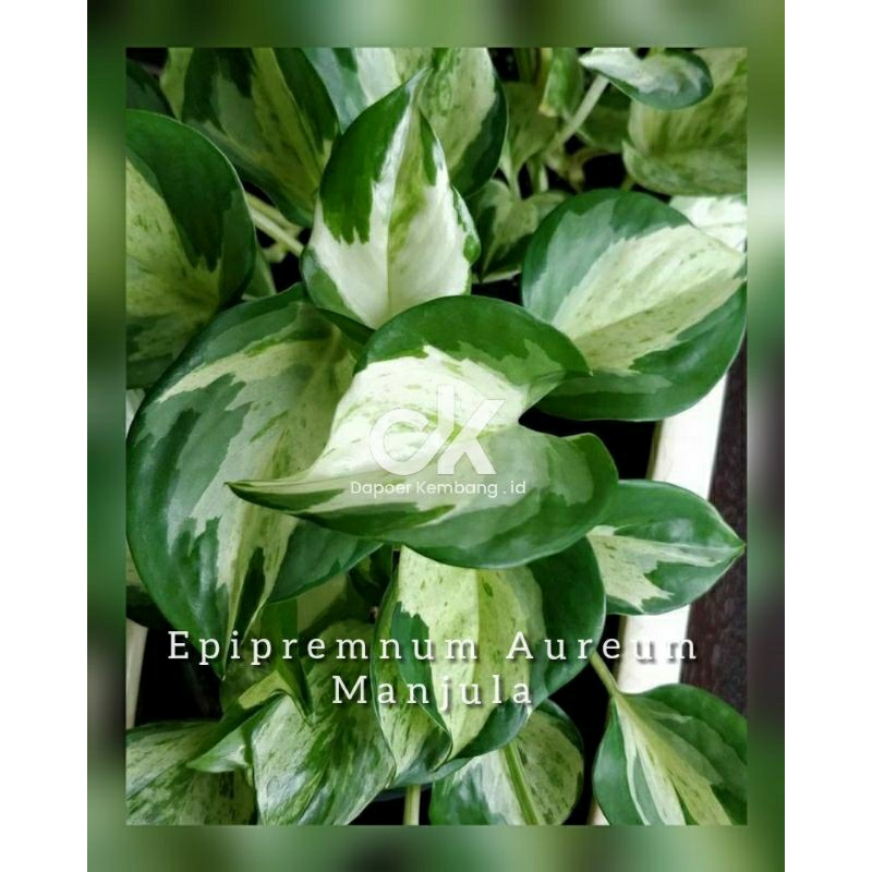 epipremnum aureum / Manjula / sirih Manjula