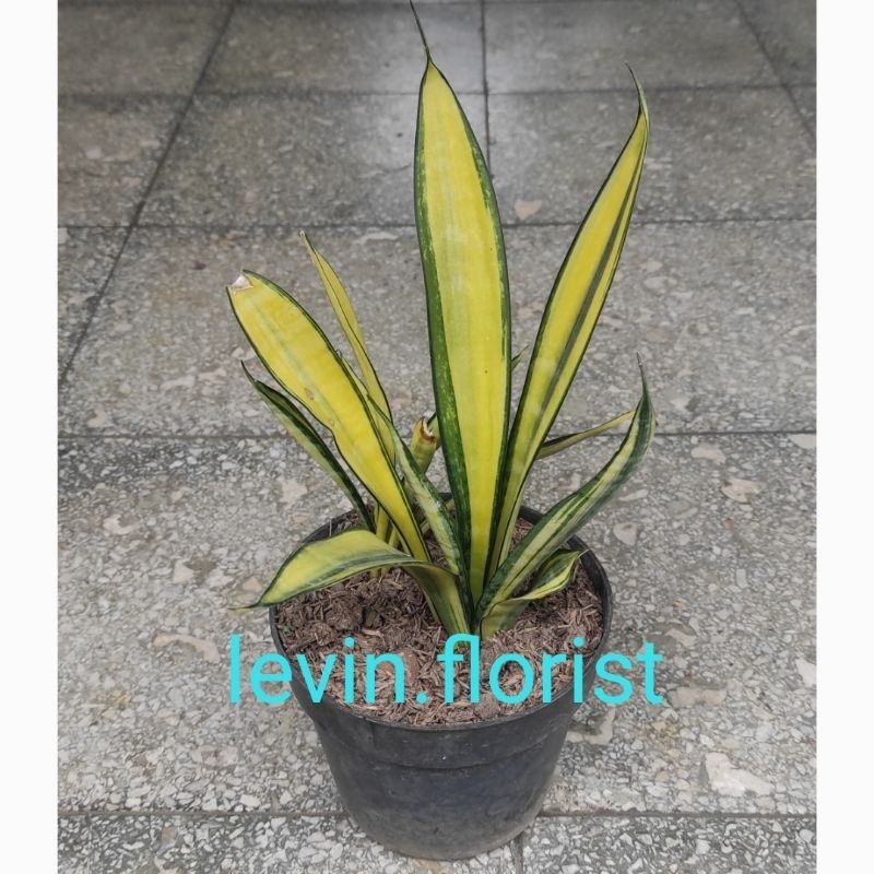 Sansevieria golden banner mutasi / sansivera sansiviera gold banner lidah mertua bibit tanaman hias 