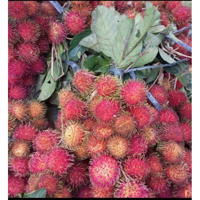 

buah rambutan per ikat manis