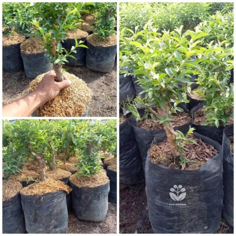 Bahan Bonsai Jambu Kerikil Batang Besar