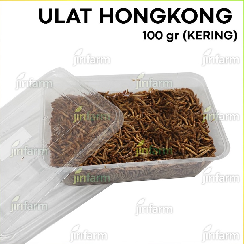 Murah Terlaris  Ulat Hongkong Kering Dried Mealworm 1gr Termurah