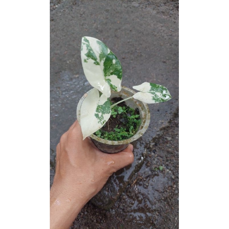 Tanaman Hias Keladi Sente Albino / Varigata