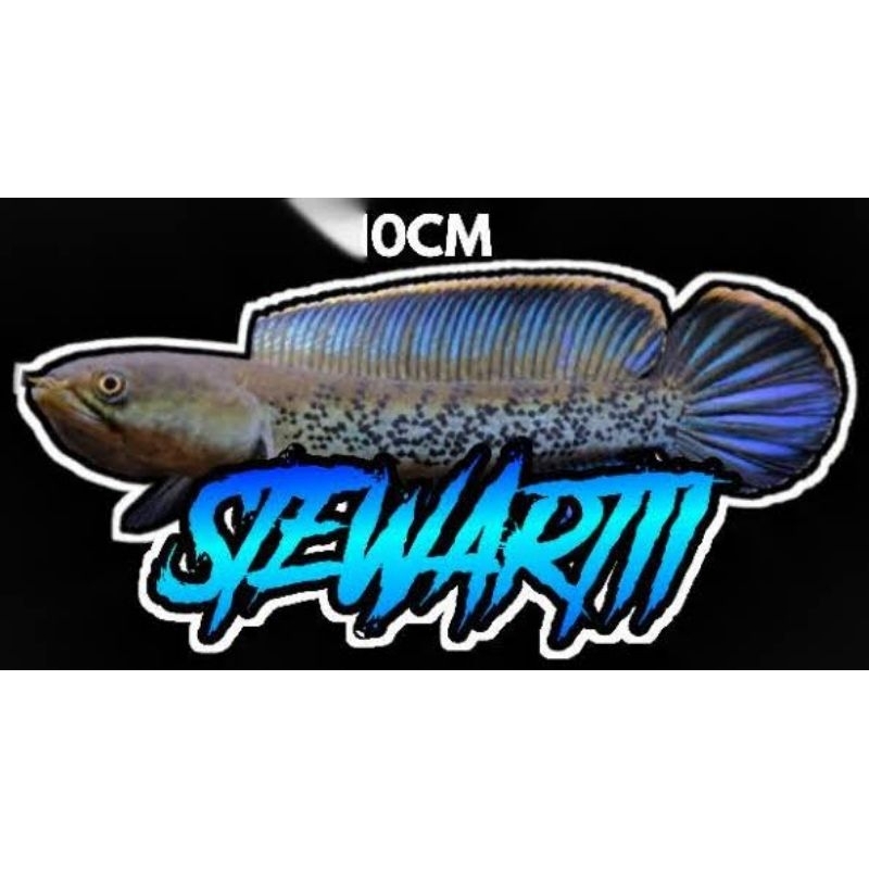 

sticker channa stewarti super+++