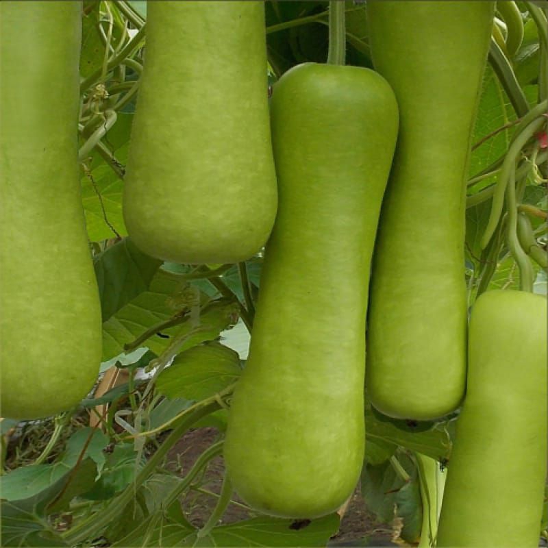 5 Biji Labu Air  PEDANG F1 | Benih Labu Air | Benih Sayuran