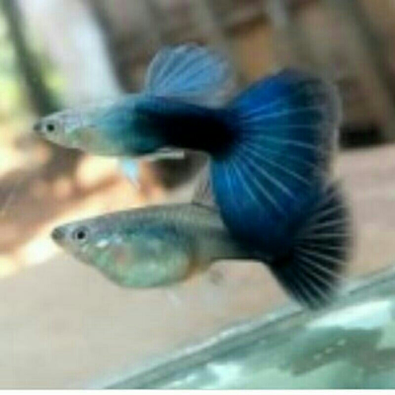 ikan guppy hb blue - sepasang