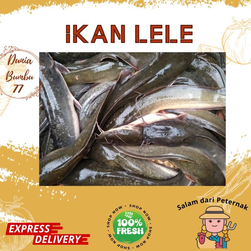 

Ikan Lele 1 Kg