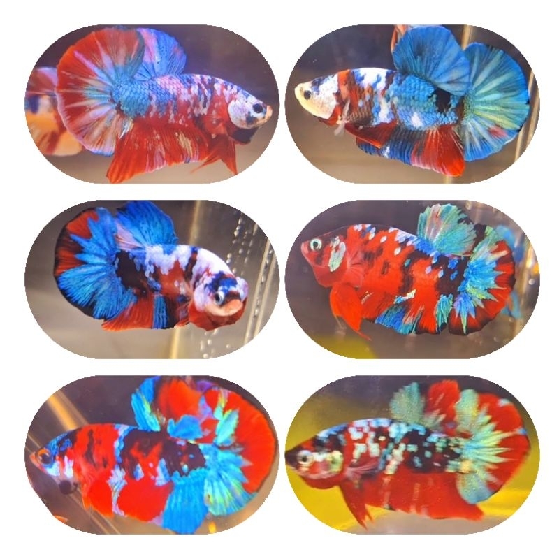 Red Koi Galaxy Top Grade Indukan