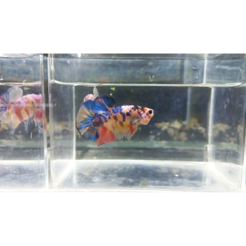 

Cupang multi colour yellowbase