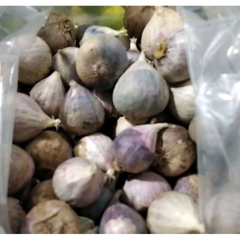 

bawang putih tungal per biji