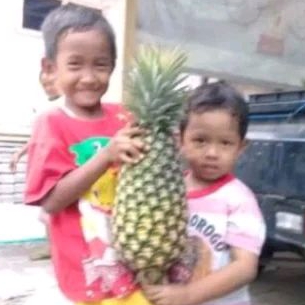 bibit nanas madu tanpa  berduri manis.