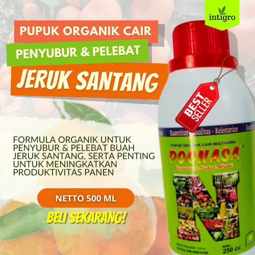 Pupuk Jeruk Santang Madu Cepat Berbuah Pupuk Buah Jeruk Santang Madu Pupuk Booster Organik Jeruk Pup