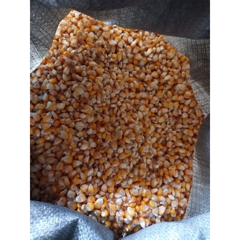 jagung pipil kering