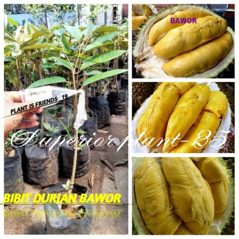 BIBIT DURIAN BAWOR OKULASI TANAMAN DURIAN BAWOR