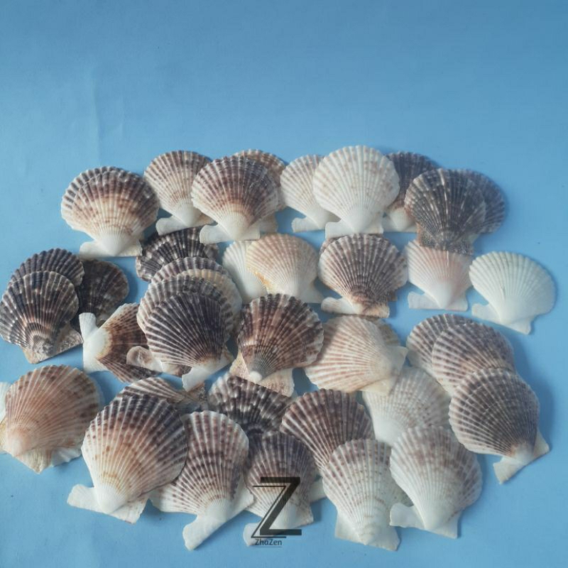 CANGKANG KERANG KIPAS