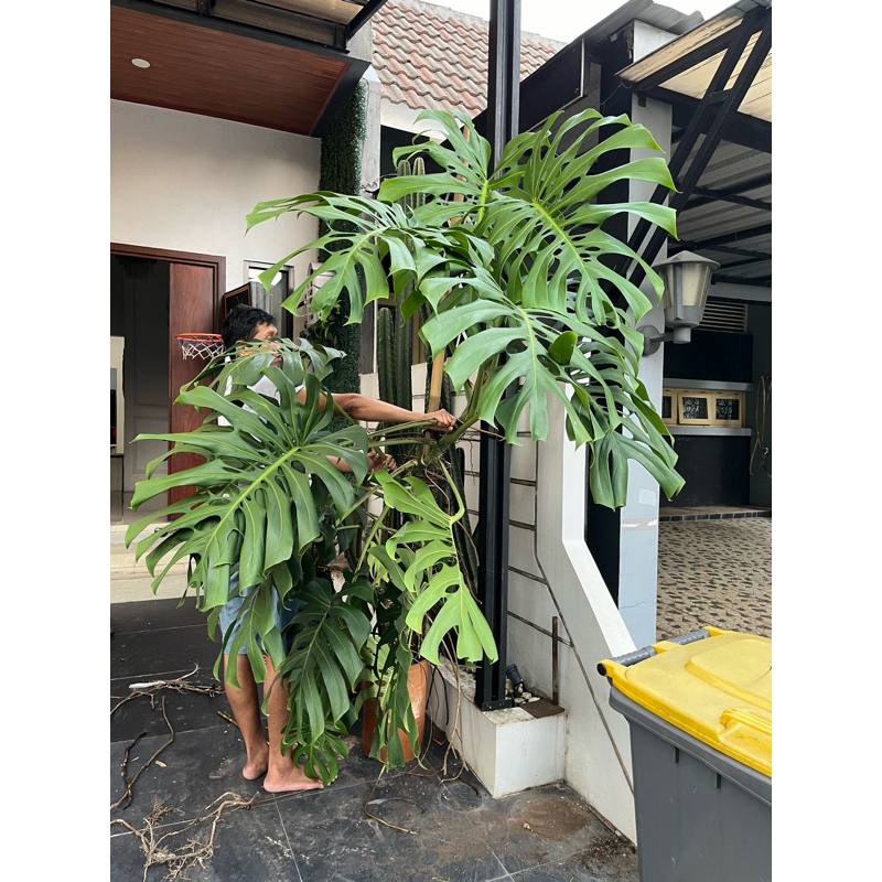Monstera deliciosa jumbo tinggi 2 meteran