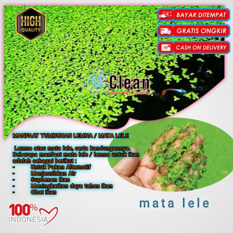 

mata lele 1kg / lemno 1kg fresh