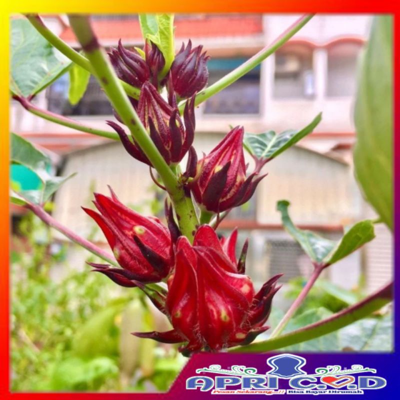 

TEH BUNGA ROSELLA Merah Herbal Alami