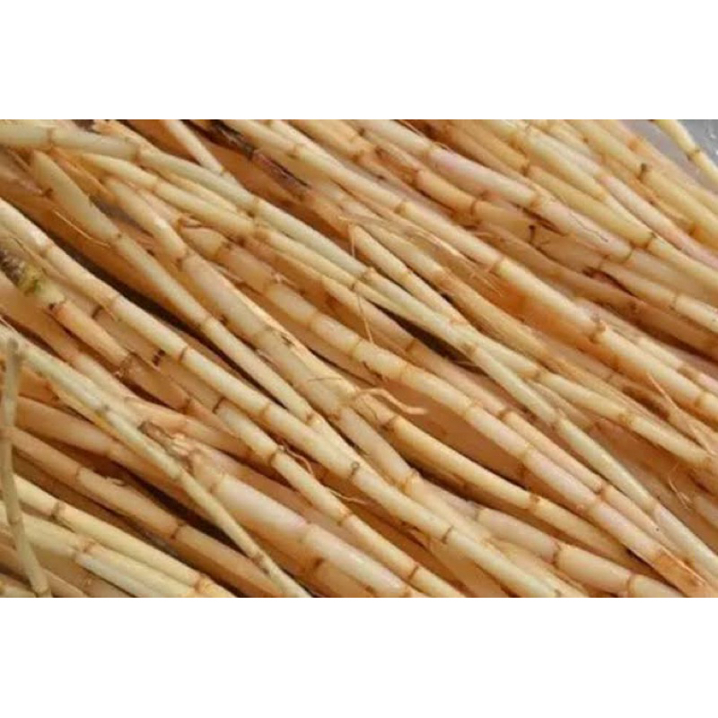 

AKAR ALANG ALANG SEGAR 500 gram