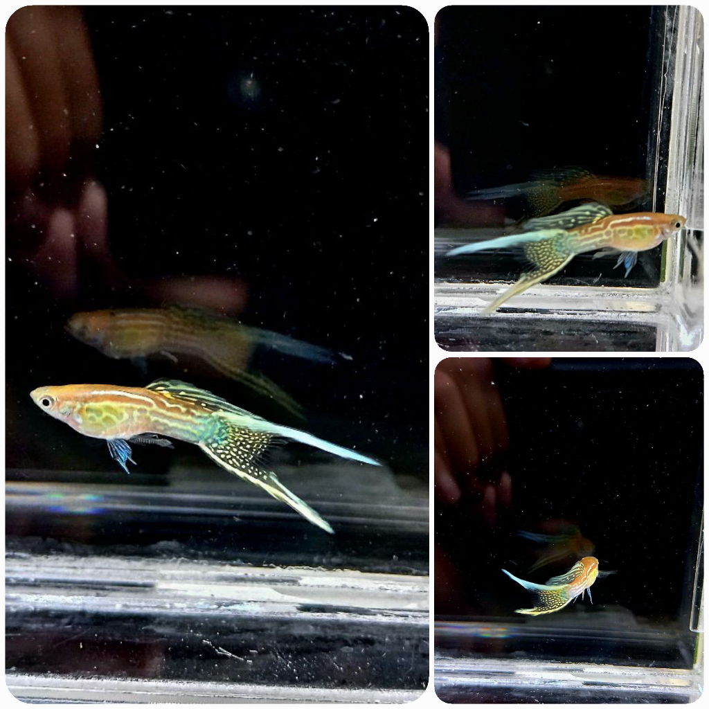 Packing/ guppy Blonde Yellow Lace Double sword