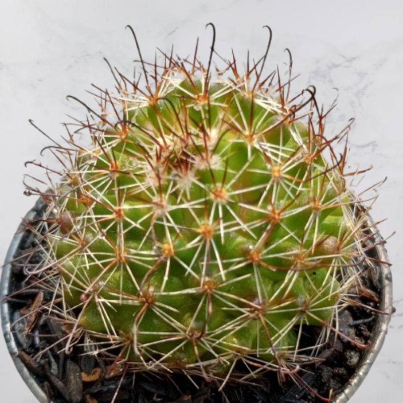 Kaktus Mammilaria Beneckei Kaktus Hidup Kaktus Sukulen Kaktus Hidup Tanaman Hias Kaktus Sukulen Hidu