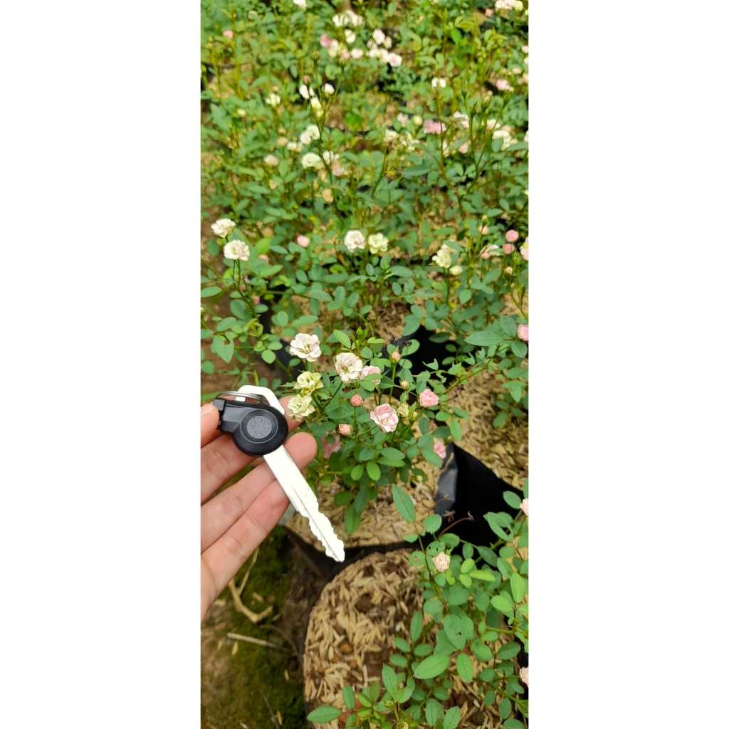 Bunga mawar mini tanaman hias bunga mawar tunas bibit