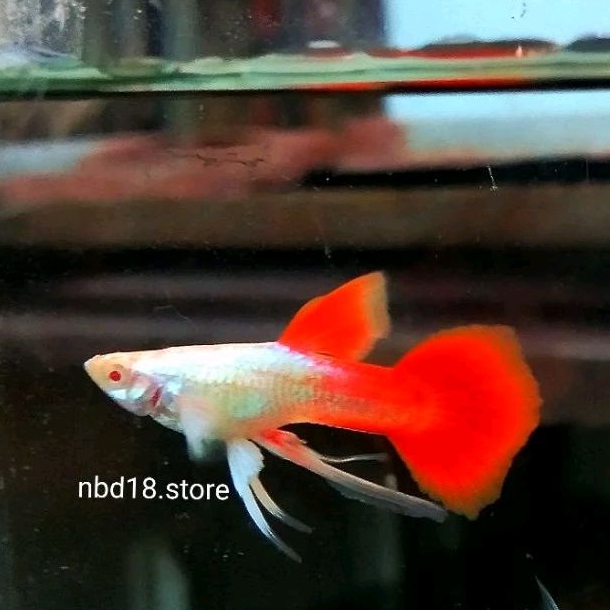paking box seterofoam guppy albino platinum redtail ribbon big white ear