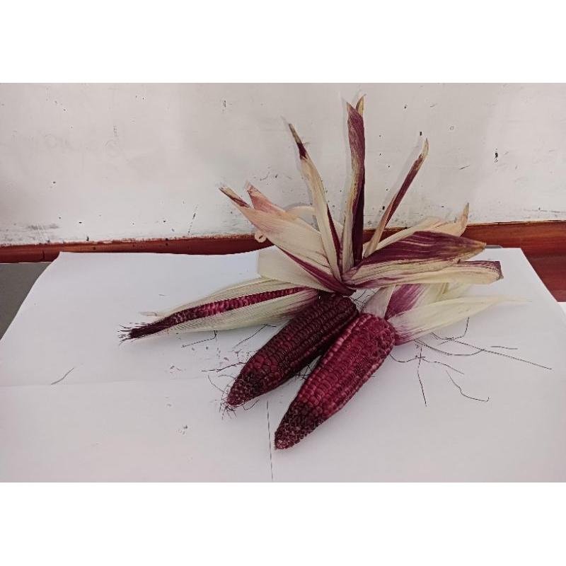 

jagung ketan pulut ungu 1 kg