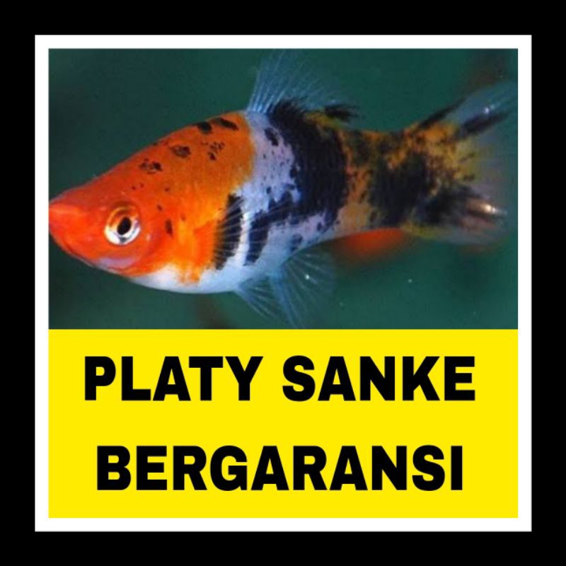 ikan hias platy sanke bergaransi