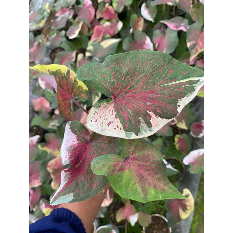 Caladium Nopakau/NPK