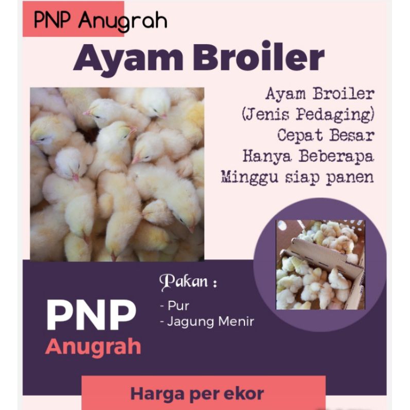 Bibit ayam broiler - ayam broiler - ayam pedaging ( GARANSI PENGIRIMAN)