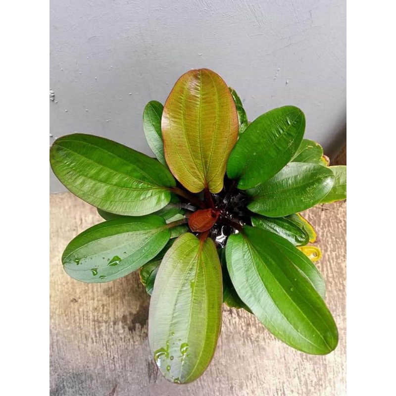 Tanaman Aquascape dan Aquarium Low Co2 Echinodorus/Ecinodorus 'Big Bear'