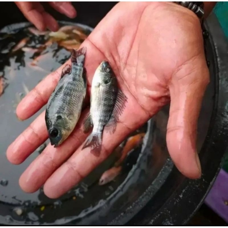bibit ikan nila / mujaer hitam ukuran korek gas murah berkualitas