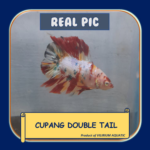 IKAN HIAS AIR TAWAR - CUPANG DOUBLE TAIL