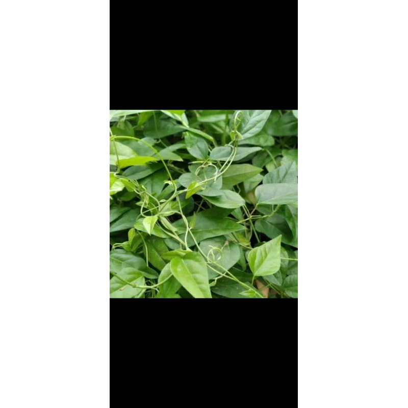 

Daun cincau rambat jelly murah 300gr