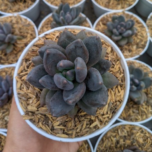 Sukulen Sedeveria Blue mist | Sukulen Echeveria Tolimanensis