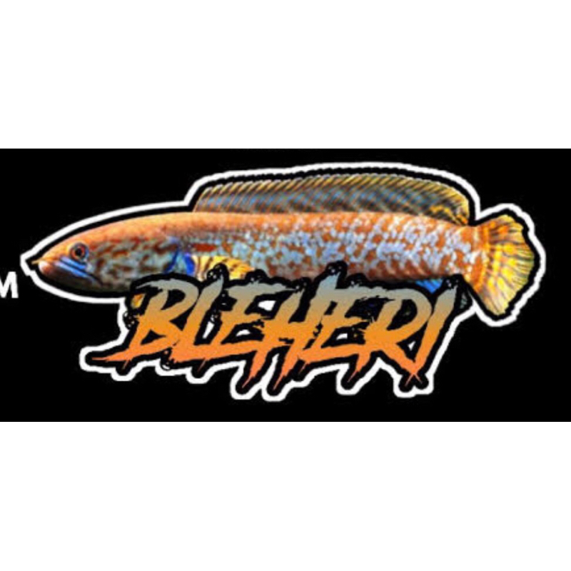 

stiker channa bleheri 5cm++