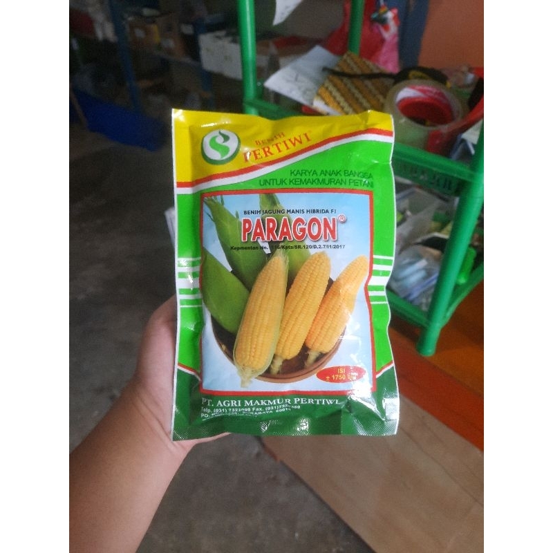 Benih Jagung Paragon