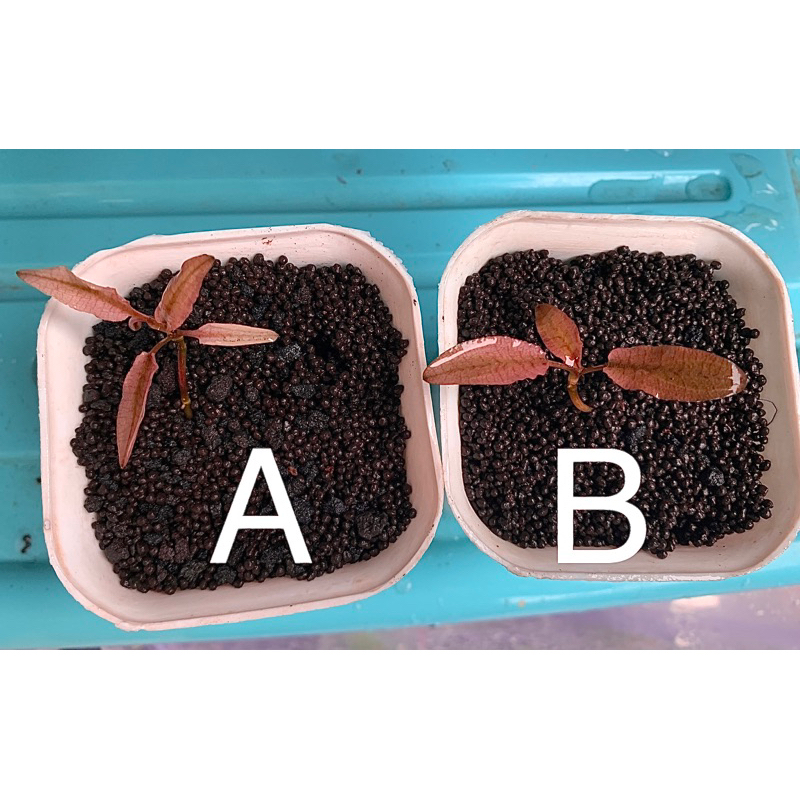 cryptocoryne Flaminggo pink Merona