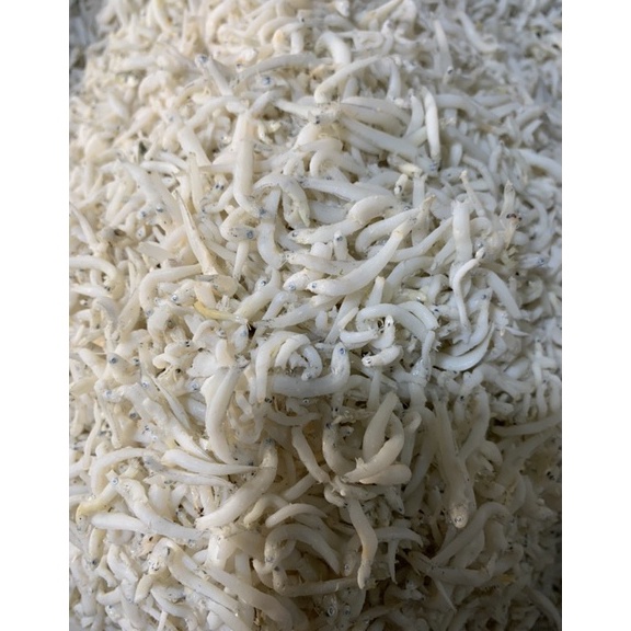 

Ikan Teri Nasi 1 gram