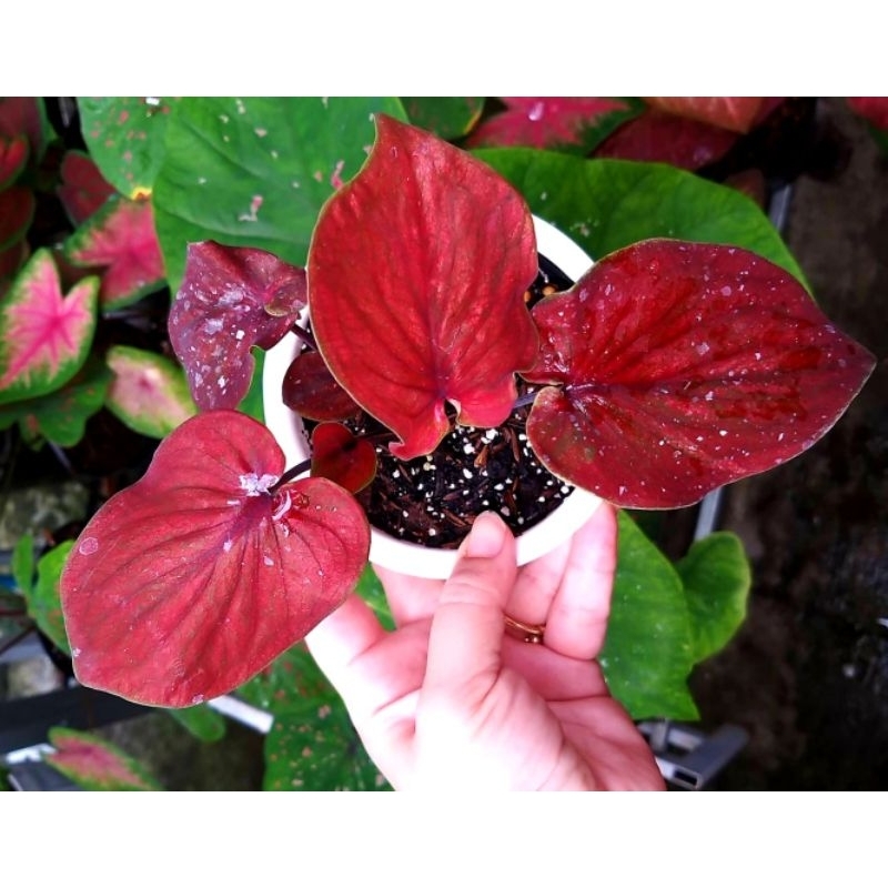Caladium Nagoya Tanaman Hias Nagoya Tanaman Hias Keladi Nagoya Tanaman Hias Caladium Nagoya Bisa COD