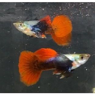 Hiasan kolam | Makanan guppy PRTDE normal | pemula | grade B