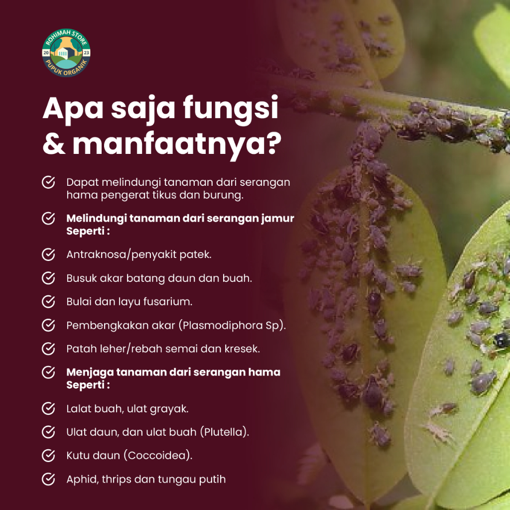 RK Obat Hama Kutu Daun PESTIGOLD - Pestisida Organik Pembasmi Kutu Daun Pada Tanaman Kacang Panjang